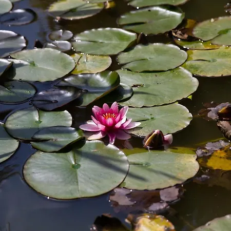 Panzió La Varangue 4*